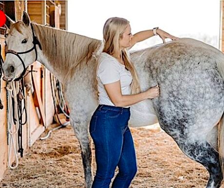 <strong>COURSE</strong> Equine Massage Certification